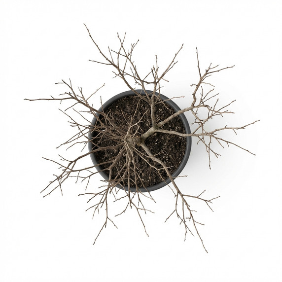 Lagerstroemia indica