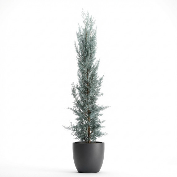 Hesperocyparis arizonica 'Columnar blue form (cultivar varies by nursery)'