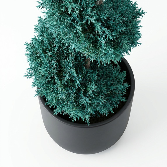 Cupressus arizonica 'Spiral Form'