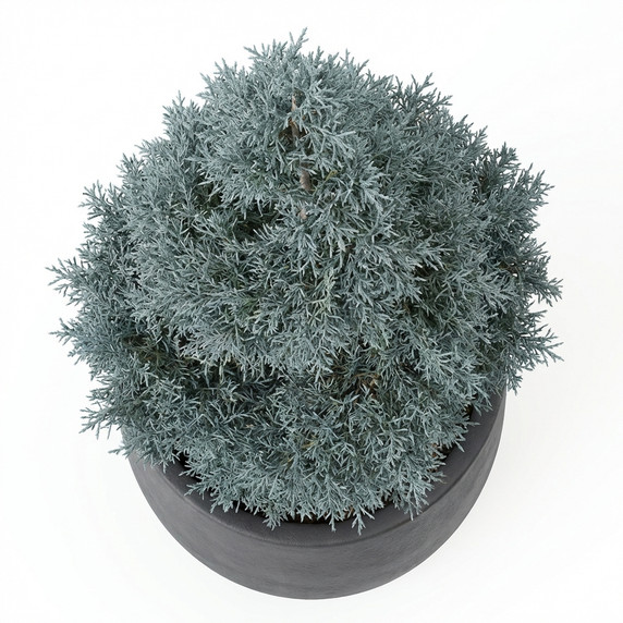 Cupressus arizonica 'Spiral Form'