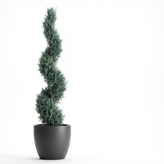 Cupressus arizonica 'Spiral Form'