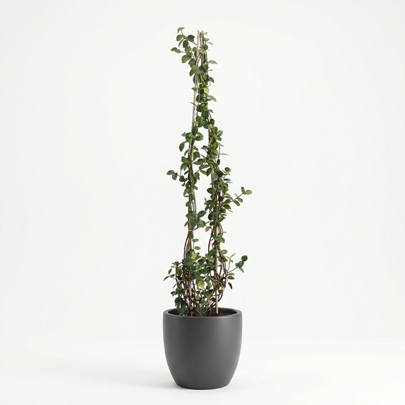 Trachelospermum jasminoides