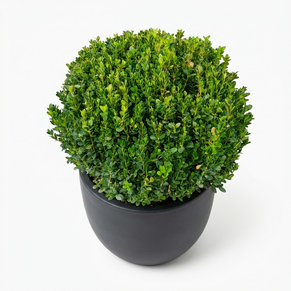 Boxwood Pyramid Topiary