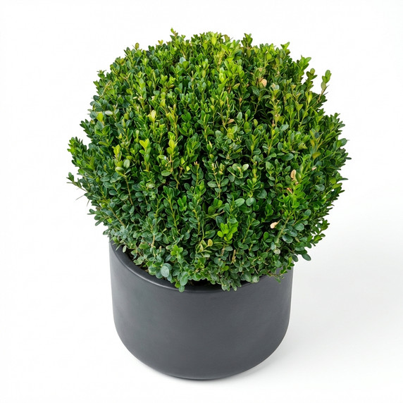 Common Boxwood Topiary
