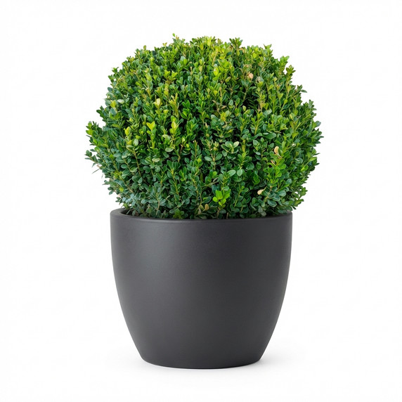 Pyramid Boxwood Topiary