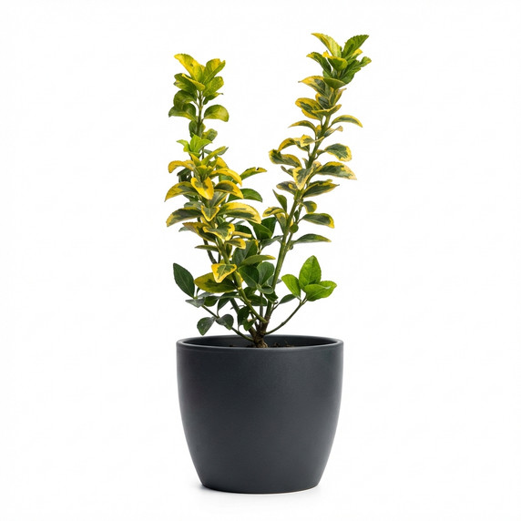 Euonymus japonicus 'Golden variegated (aureomarginatus type)'