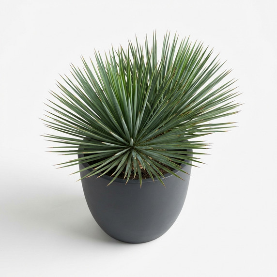 Yucca rostrata