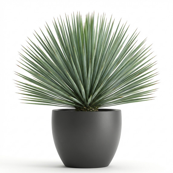 Yucca rostrata