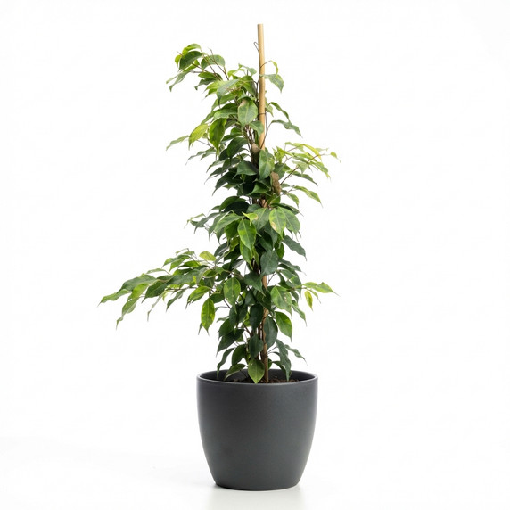 Ficus benjamina 'Variegata'