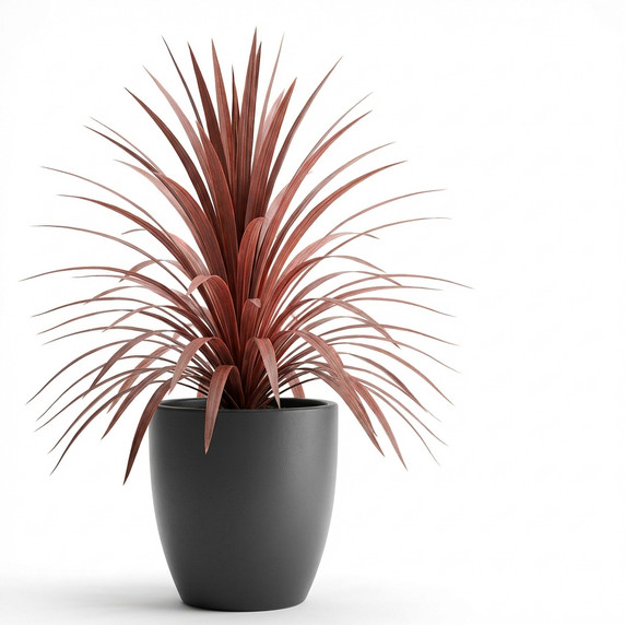 Dracaena marginata 'Red-edged (Marginata type)'