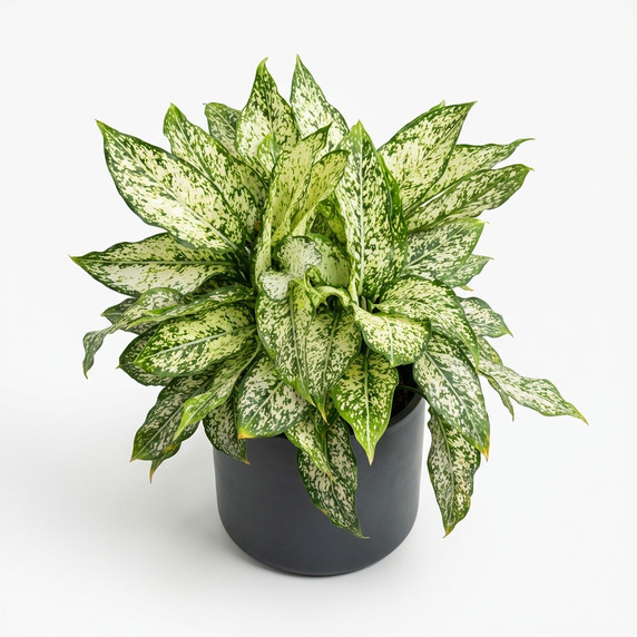 Aglaonema commutatum 'Aglaonema 'Snow White''