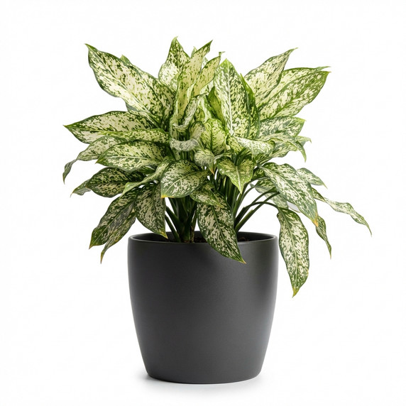 Aglaonema commutatum 'Aglaonema 'Snow White''