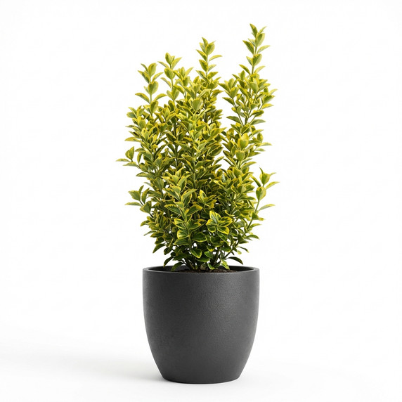 Euonymus japonicus 'Golden variegated (cultivar group)'