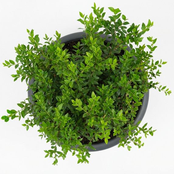 Buxus sempervirens