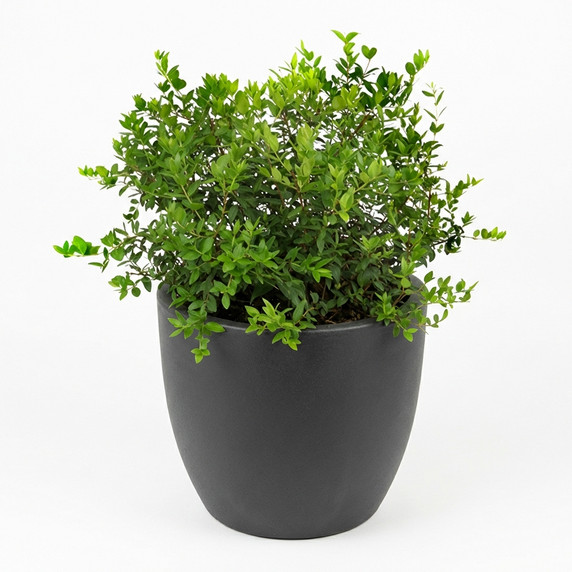 Buxus sempervirens