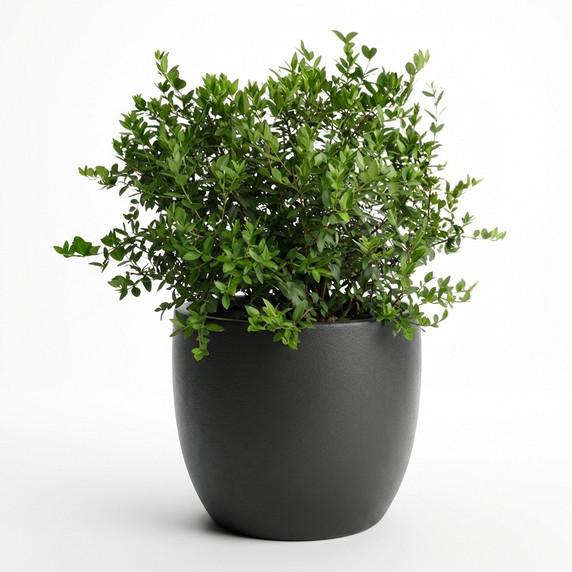 Buxus sempervirens