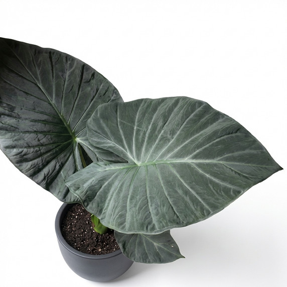 Alocasia 'Regal Shields' 'Regal Shields'