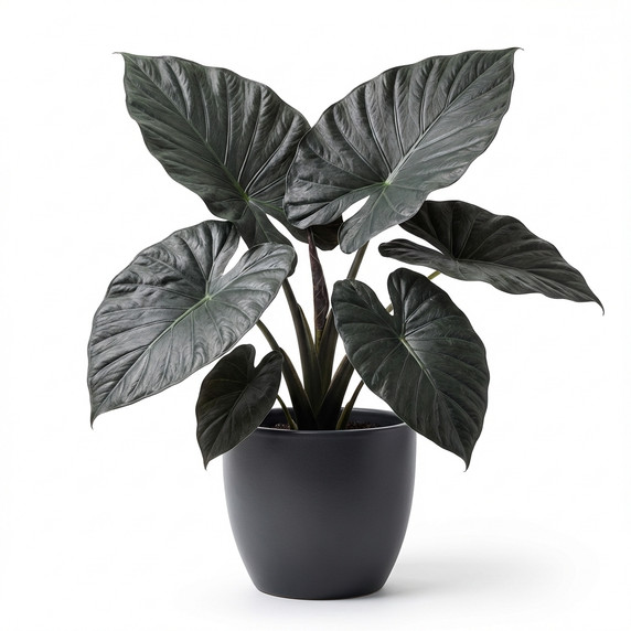 Alocasia 'Regal Shields' 'Regal Shields'