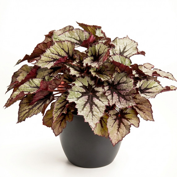 Begonia rex-cultorum 'Rex Cultorum Group (variegated foliage type)'