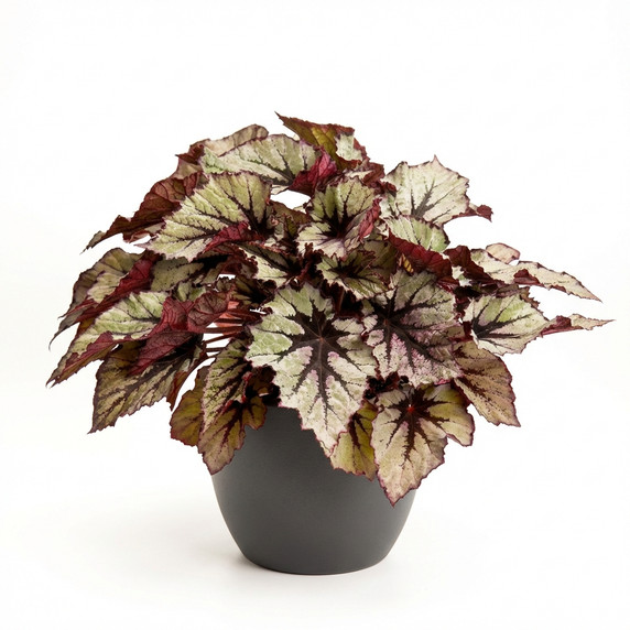 Begonia rex-cultorum 'Rex Cultorum Group (variegated foliage type)'