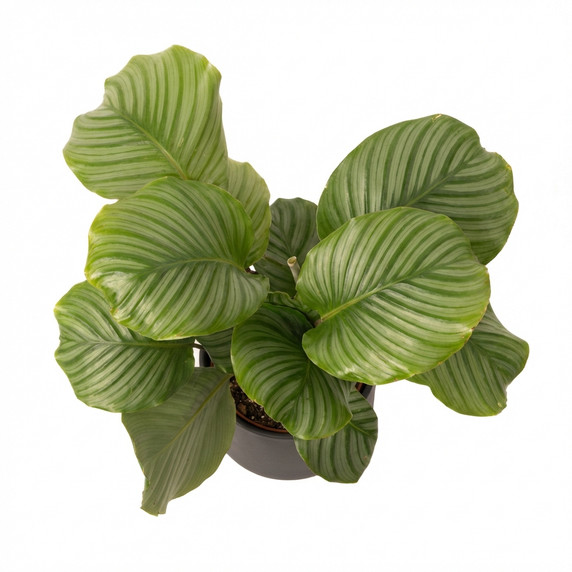 Goeppertia orbifolia