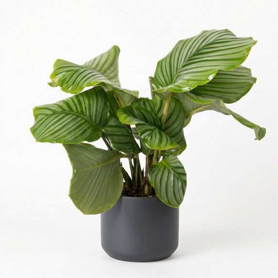 Goeppertia orbifolia