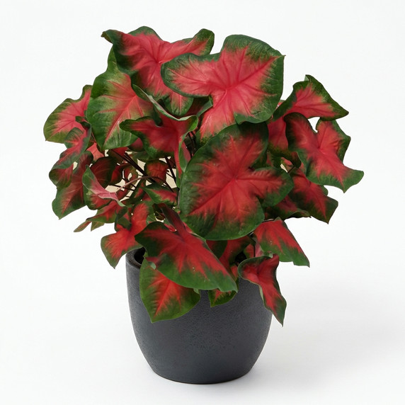Caladium bicolor 'Red Fancy-Leaf Mix'