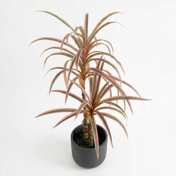 Dracaena marginata 'Colorama'