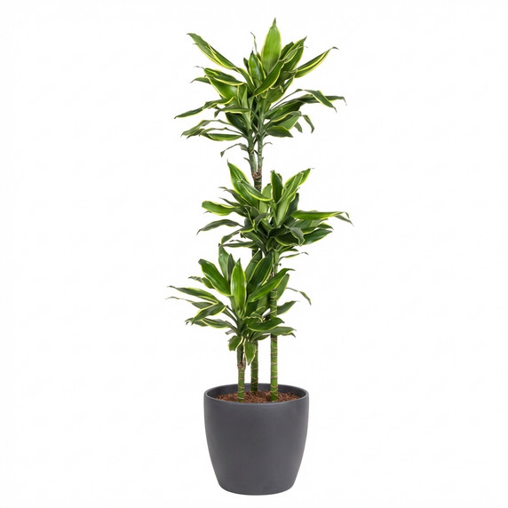 Dracaena fragrans