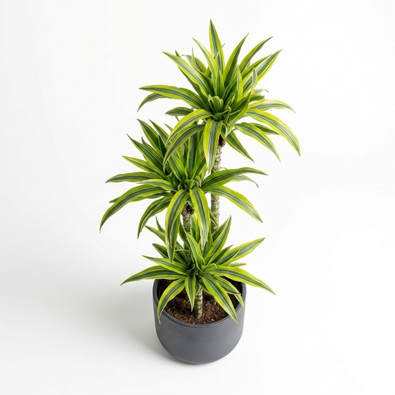 Dracaena reflexa 'Lemon Lime'
