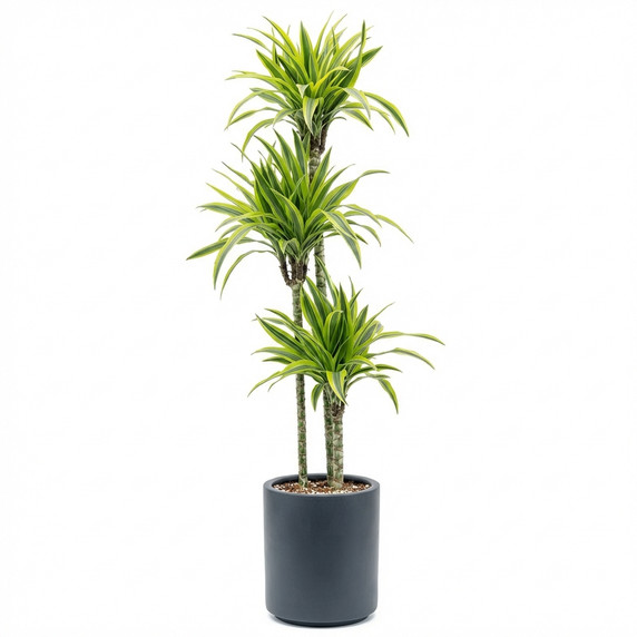 Dracaena reflexa 'Lemon Lime'