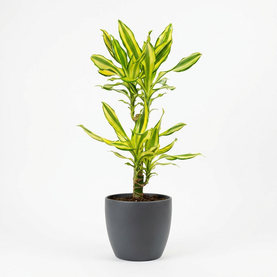 Dracaena fragrans 'Lemon Lime'