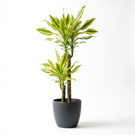 Dracaena fragrans 'Lemon Lime'