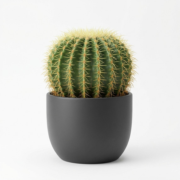 Echinocactus grusonii