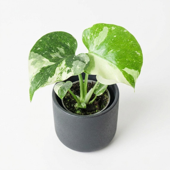 Monstera deliciosa 'Thai Constellation' 'Thai Constellation'