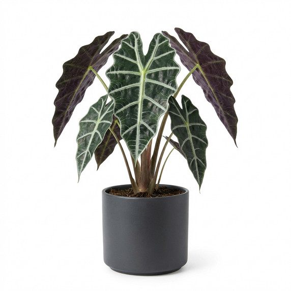 Alocasia × amazonica 'Polly' 'Polly'