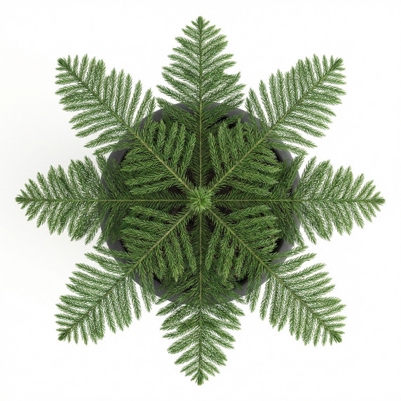 Araucaria heterophylla