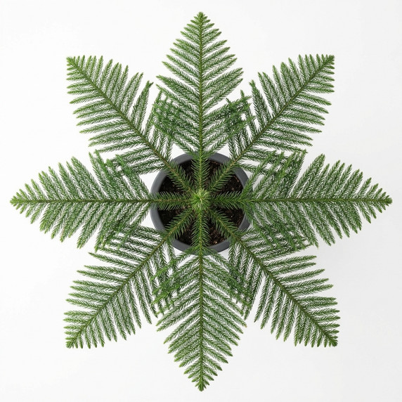 Cast Iron Plant