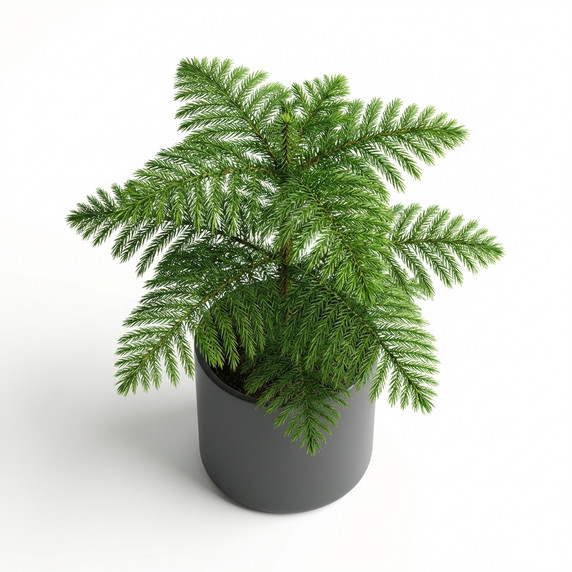 Flaming Katy (Kalanchoe)