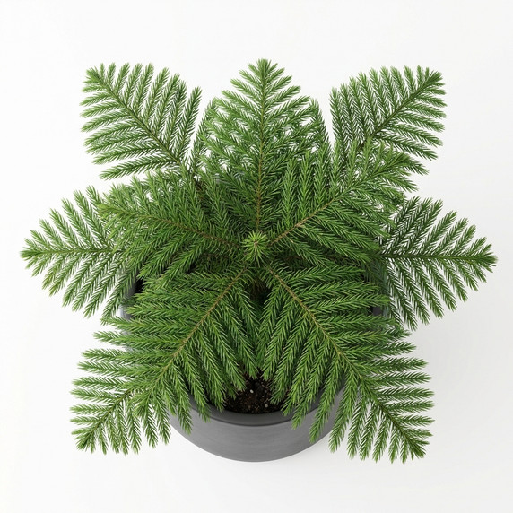 Flaming Katy (Kalanchoe)