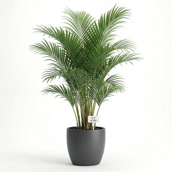 Areca catechu