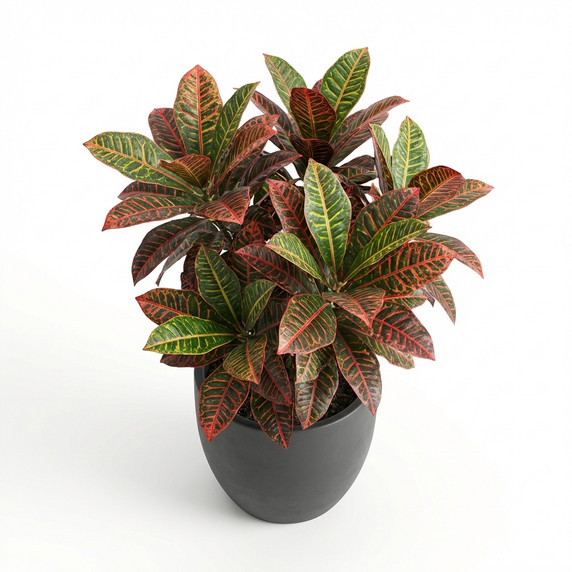 Devil's Tongue Barrel Cactus