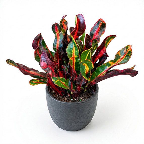 Coleus
