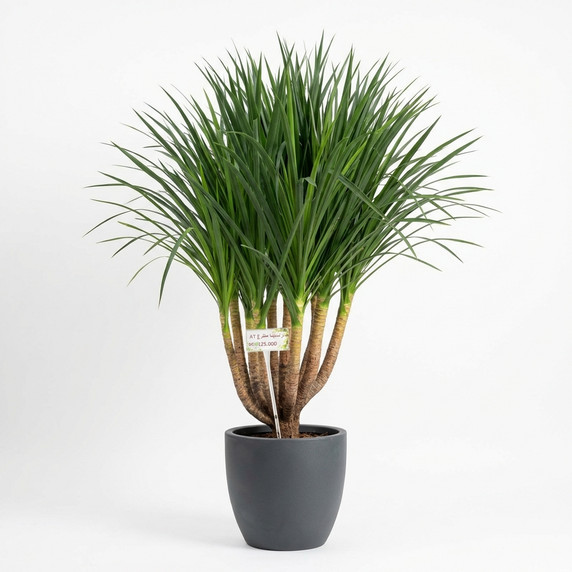 Cylindrical Snake Plant