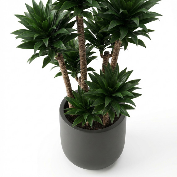 African Mask Plant 'Amazonica'