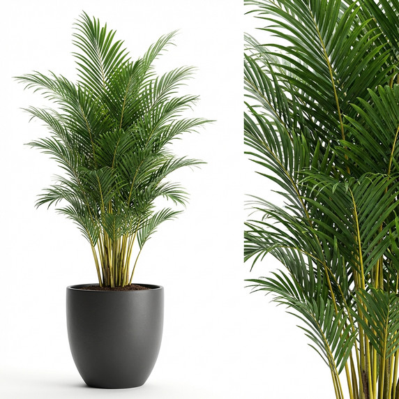 Dypsis lutescens
