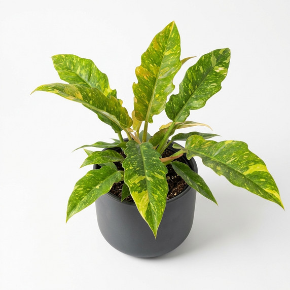 Epipremnum aureum 'Aureum (Golden)'