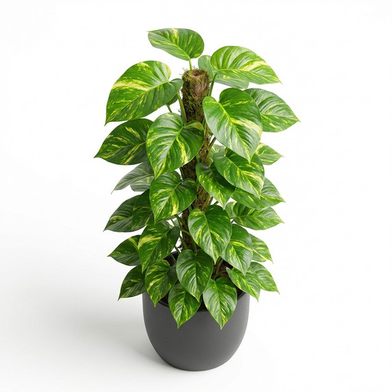 Dwarf Umbrella Tree