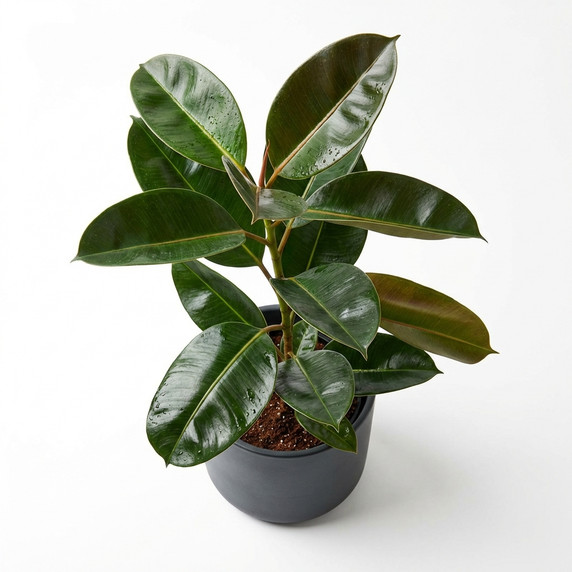 Corn Plant (Dracaena)