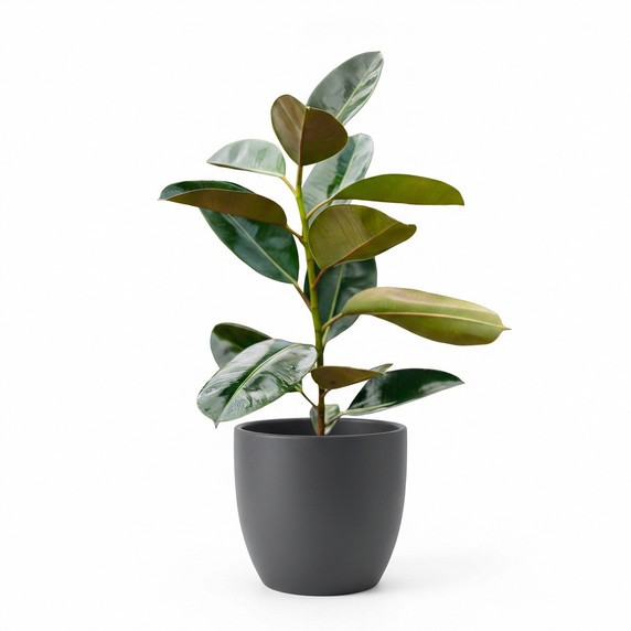 Corn Plant (Dracaena)